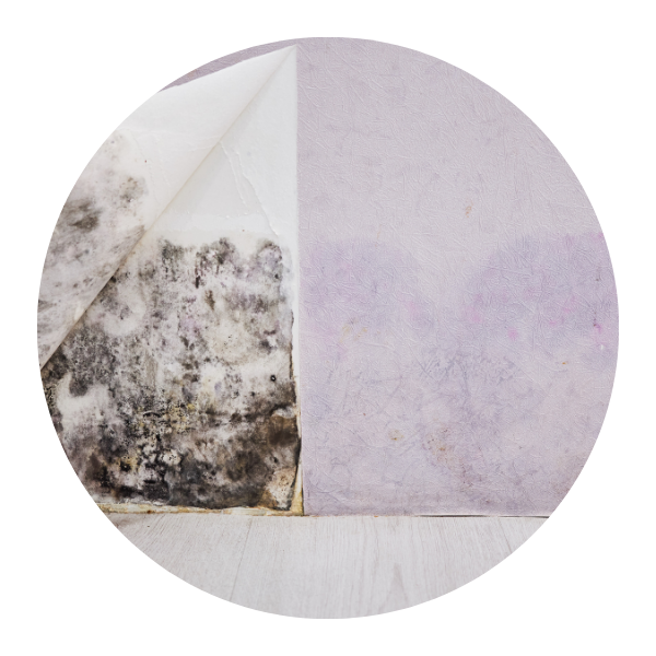 mold damage